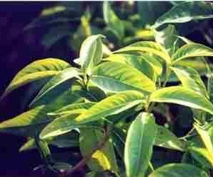 Malabar Nut [ Ardusi ] [ Happy ]