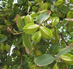 Terminalia Arjuna [ Arjuna Chal ] [ Happy ]