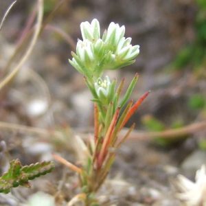 SCLERANTHUS [ BACH FLOWER ]