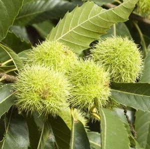 SWEET CHESTNUT [ BACH FLOWER ]