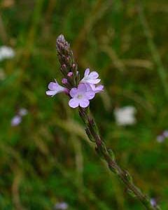 VERVAIN [ BACH FLOWER ]