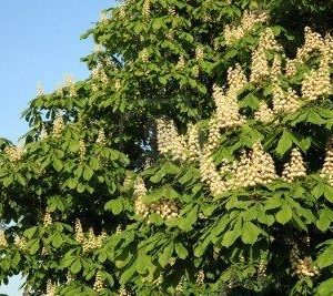 WHITE CHESTNUT [ BACH FLOWER ]